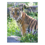 Tiger Cub Portrait 2 Post Card