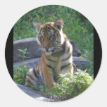 Tiger Cub Portrait Round Stickers