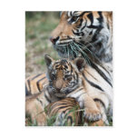 Tiger cub postcard