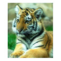 Tiger Cub posters