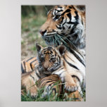 Tiger cub print