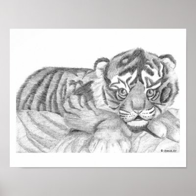 Tiger Cub Sketches