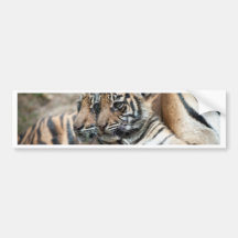 Tiger cubs bumper sticker