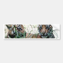Tiger cubs bumper stickers