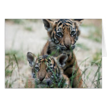 Tiger cubs card