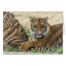 Tiger Cubs Greeting Card
