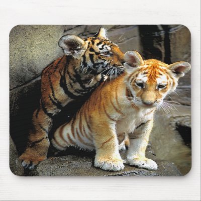 pictures of tigers and cubs. Tiger Cubs Mousepad $ 11.60