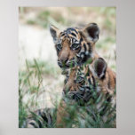 Tiger cubs print