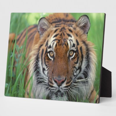 Tiger Display Plaques