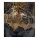 Tiger Doubletake posters