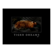 Tiger Dreams Poster