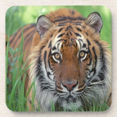 Tiger Drink Coasters