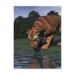 Tiger Drinking Postcard