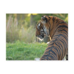 Tiger drinking water on a hot day post cards
