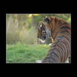 Tiger drinking water on a hot day postcards