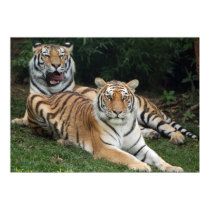 Tiger Duo posters by artesiansilver Tiger Duo posters