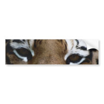 Tiger eyes bumper stickers