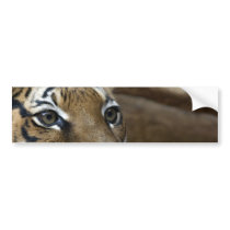 Tiger Eyes Bumper Stickers