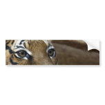 Tiger Eyes Bumper Stickers