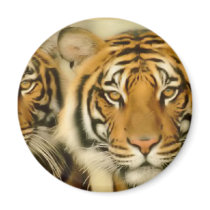 Tiger Eyes Fridge Magnets