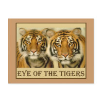 Tiger Eyes Postcards