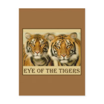 Tiger Eyes Postcard