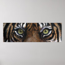 Tiger eyes posters