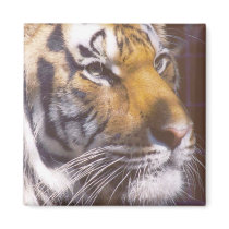 Tiger Face magnets