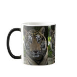 Tiger Face mugs