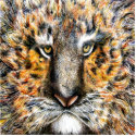 Tiger Face Photo Sculpture photo sculptures by artbyjolyn Tiger Face Photo Sculpture photo sculptures