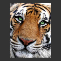 Tiger Face Poster posters by dduhaime55 Tiger Face Poster posters