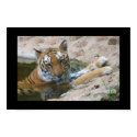 tiger face poster posters by iluvsrk tiger face poster posters