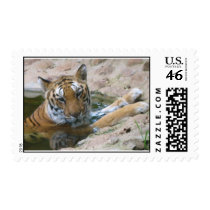 tiger face stamp