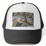 TIGER FIGHT - ACTION PHOTOGRAPH MESH HAT