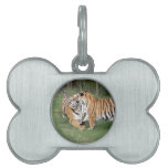 Tiger Friends-004 Pet Tag
