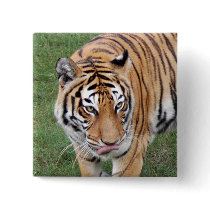 Tiger Friends-011 buttons