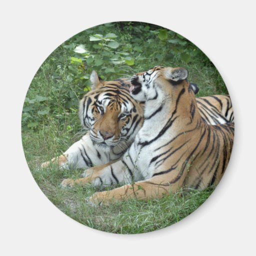 tiger-friends-b-2 fridge magnet