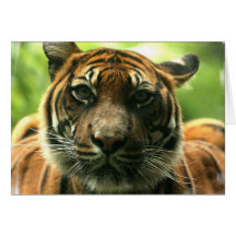 Tiger Greeting Card