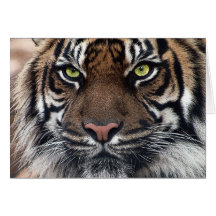 Tiger Greeting Cards