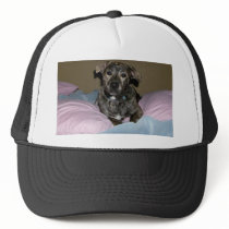 tiger hats