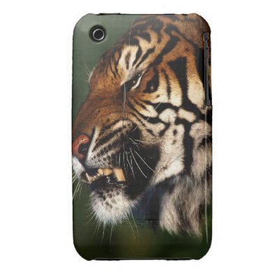 Tiger Head Close Up iPhone 3 Cases