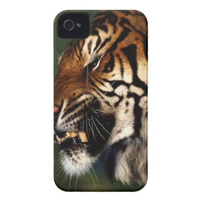 Tiger Head Close Up iPhone 4 Case-Mate Cases