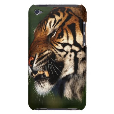 Tiger Head Close Up iPod Touch Cover