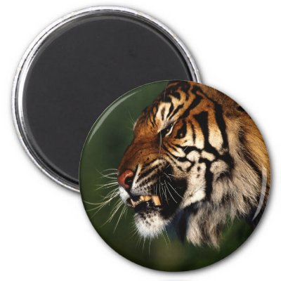 Tiger Head Close Up Magnets