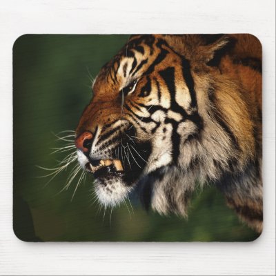 Tiger Head Close Up Mouse Pad