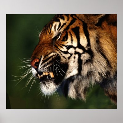 Tiger Head Close Up Print