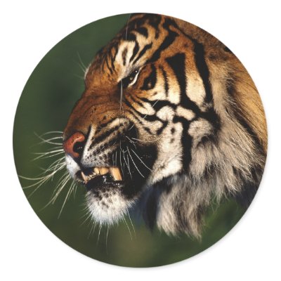 Tiger Head Close Up Round Sticker