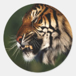 Tiger Head Close Up Round Sticker