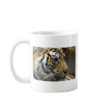 Tiger Head, Right Side mugs