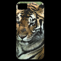 Tiger in Repose casemate cases
